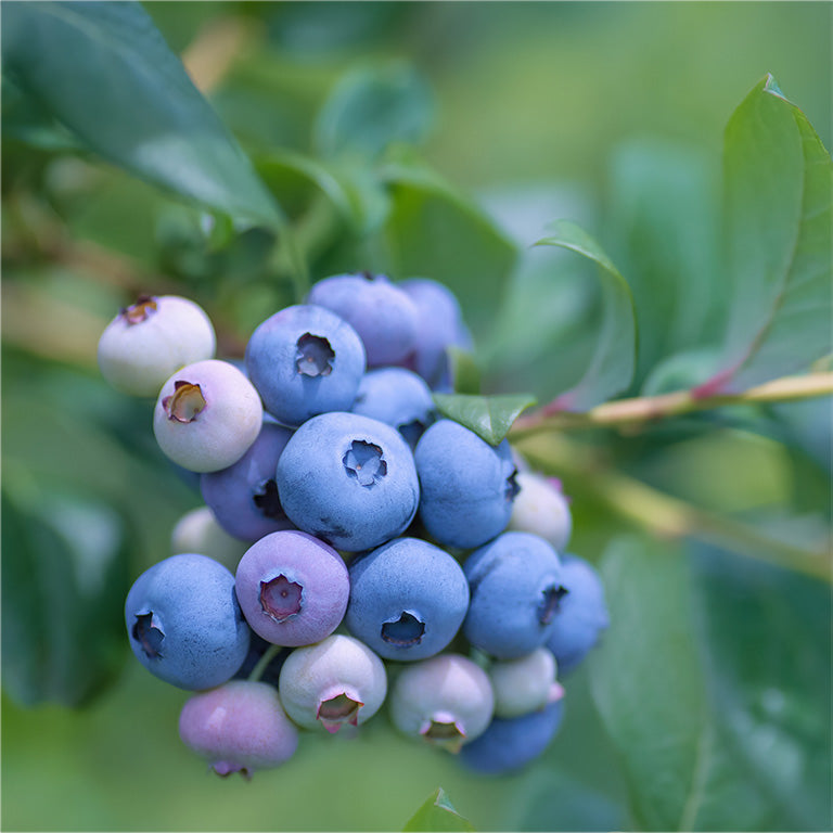 醗酵ブルーベリードリンク