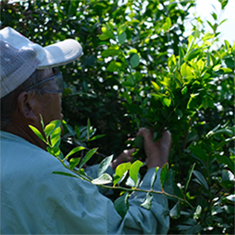 ベテランの生産者・三苫氏